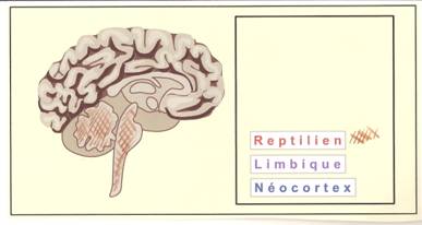 Notre cerveau reptilien…